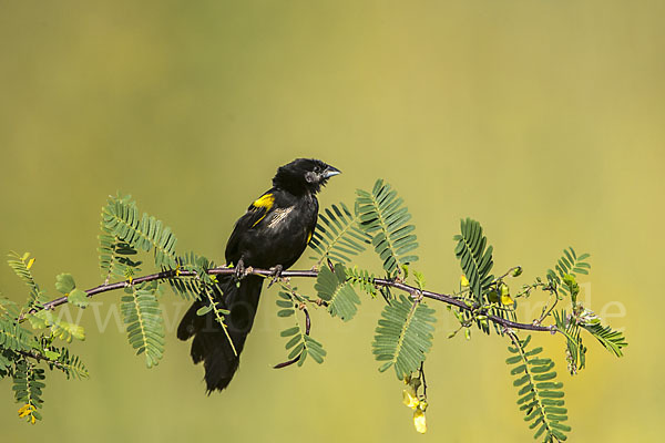 Gelbschulterweber (Euplectes macroura macrocercus)