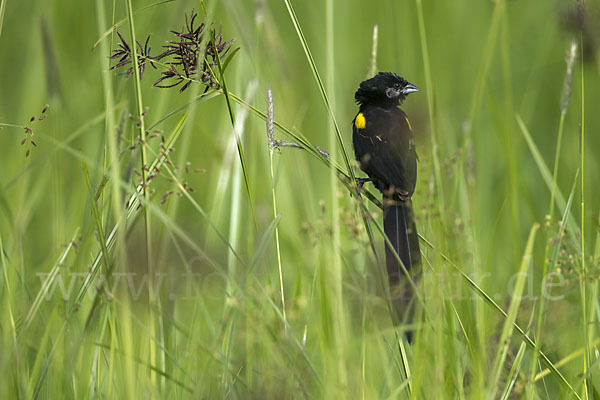 Gelbschulterweber (Euplectes macroura macrocercus)