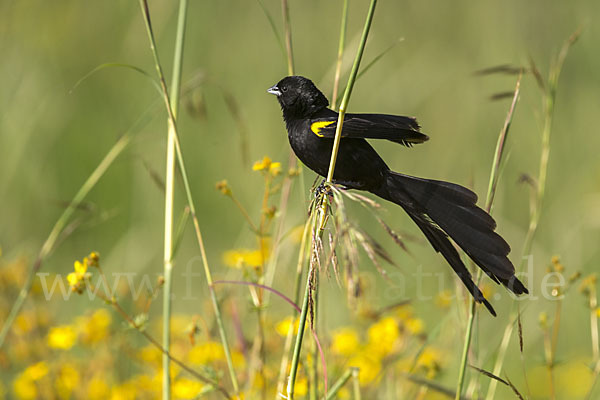 Gelbschulterweber (Euplectes macroura macrocercus)