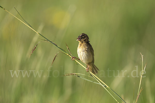 Gelbschulterweber (Euplectes macroura macrocercus)