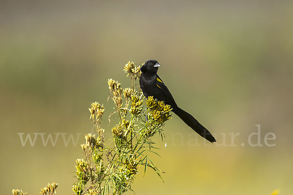 Gelbschulterweber (Euplectes macroura macrocercus)