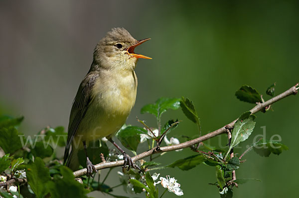 Gelbspötter (Hippolais icterina)