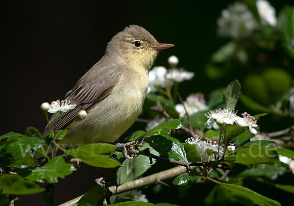 Gelbspötter (Hippolais icterina)