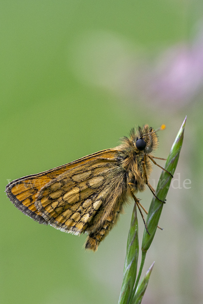 Gelbwürfeliger Dickkopffalter (Carterocephalus palaemon)