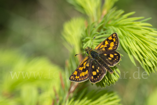 Gelbwürfeliger Dickkopffalter (Carterocephalus palaemon)