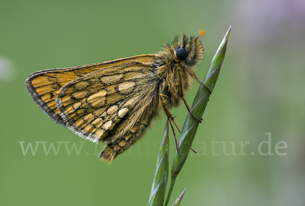 Gelbwürfeliger Dickkopffalter (Carterocephalus palaemon)