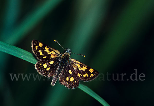 Gelbwürfeliger Dickkopffalter (Carterocephalus palaemon)