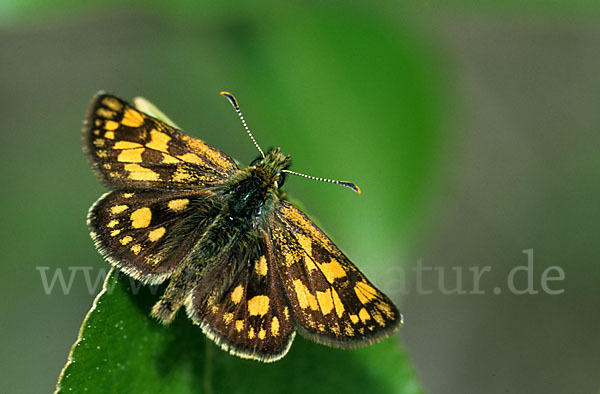 Gelbwürfeliger Dickkopffalter (Carterocephalus palaemon)