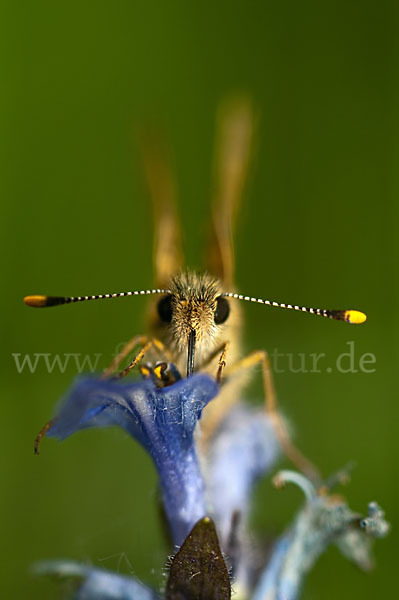 Gelbwürfeliger Dickkopffalter (Carterocephalus palaemon)