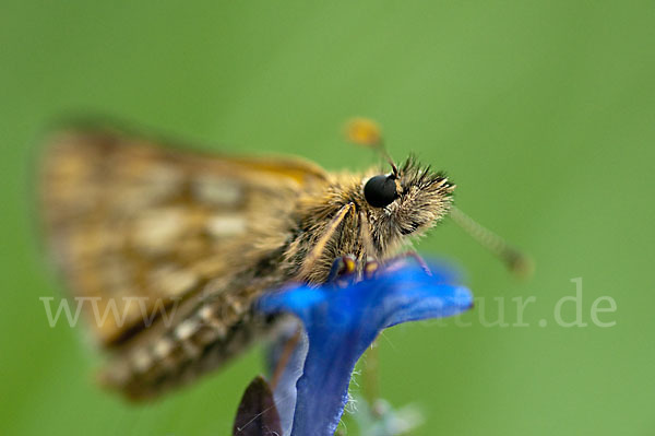 Gelbwürfeliger Dickkopffalter (Carterocephalus palaemon)