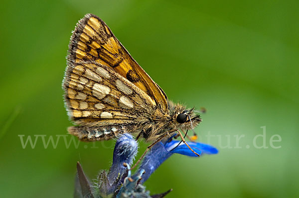 Gelbwürfeliger Dickkopffalter (Carterocephalus palaemon)