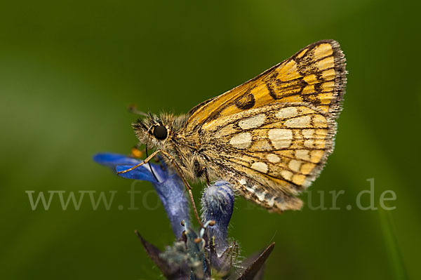 Gelbwürfeliger Dickkopffalter (Carterocephalus palaemon)