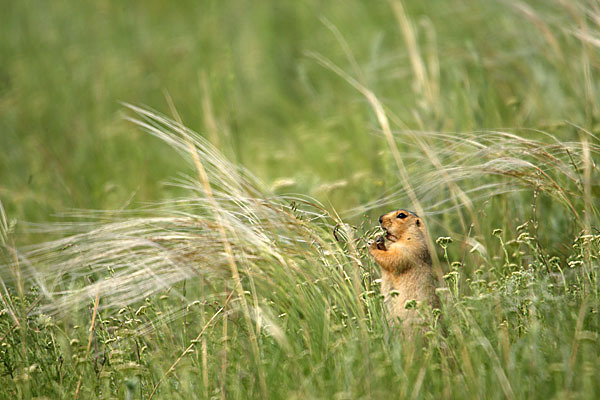 Gelbziesel (Spermophilus fulvus)