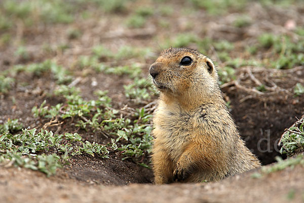 Gelbziesel (Spermophilus fulvus)