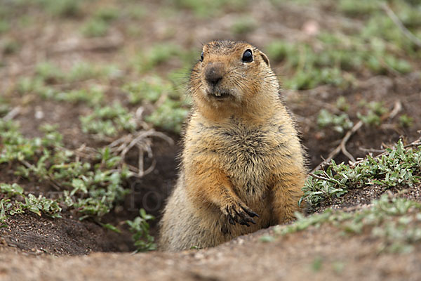 Gelbziesel (Spermophilus fulvus)