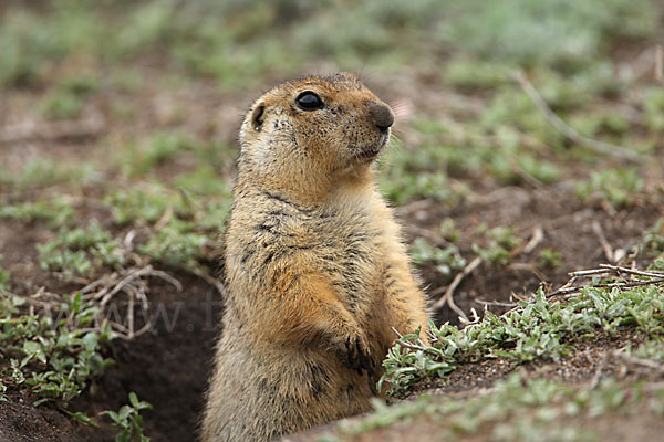 Gelbziesel (Spermophilus fulvus)