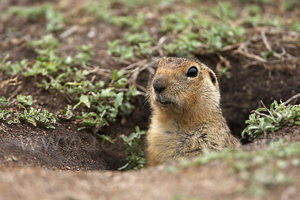 Gelbziesel (Spermophilus fulvus)