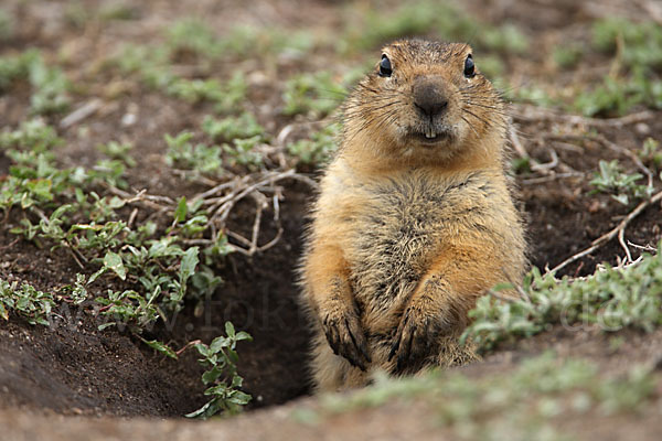 Gelbziesel (Spermophilus fulvus)