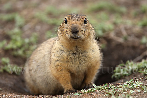 Gelbziesel (Spermophilus fulvus)