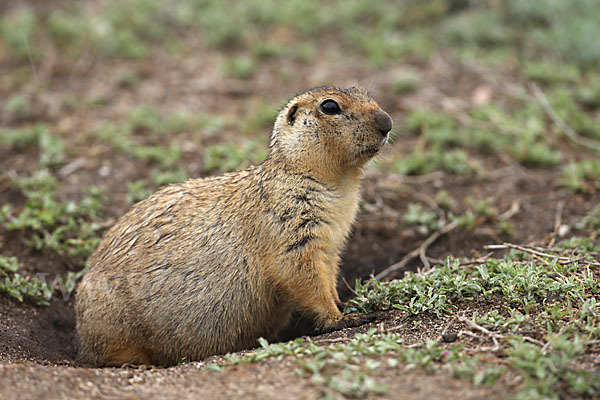 Gelbziesel (Spermophilus fulvus)