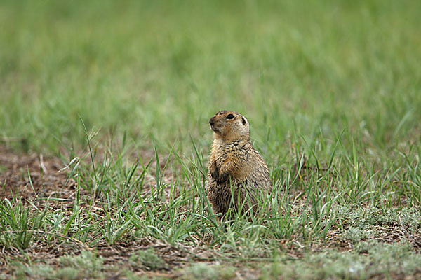 Gelbziesel (Spermophilus fulvus)