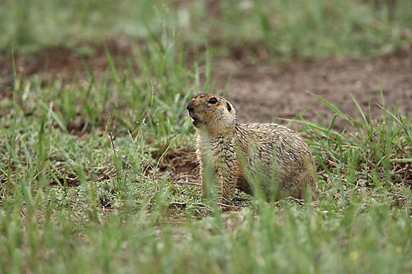 Gelbziesel (Spermophilus fulvus)