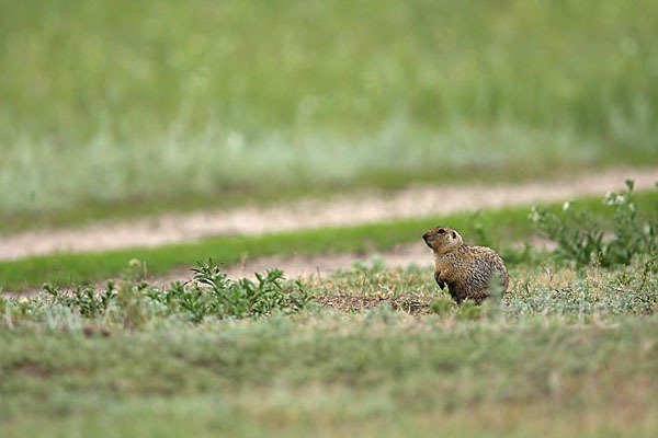 Gelbziesel (Spermophilus fulvus)