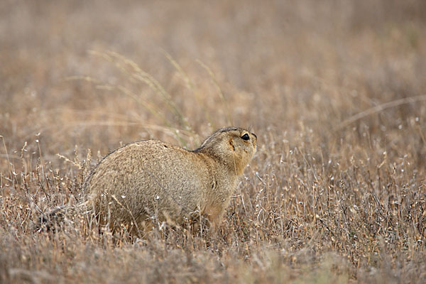 Gelbziesel (Spermophilus fulvus)