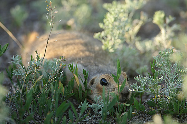 Gelbziesel (Spermophilus fulvus)