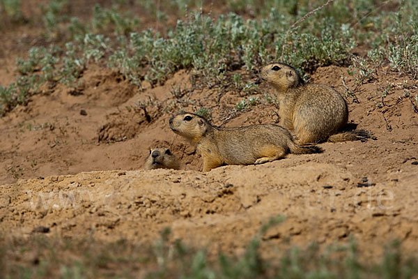 Gelbziesel (Spermophilus fulvus)