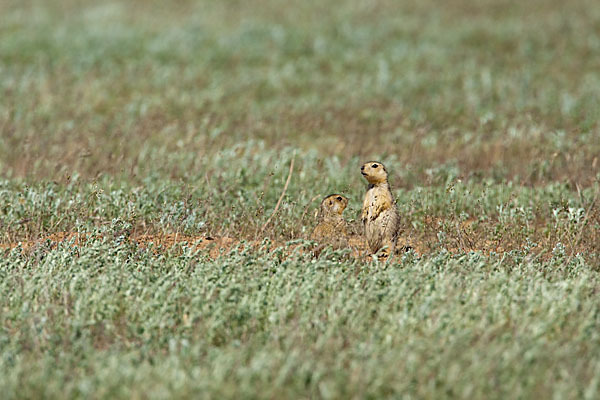 Gelbziesel (Spermophilus fulvus)