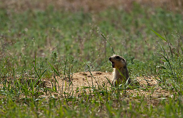 Gelbziesel (Spermophilus fulvus)