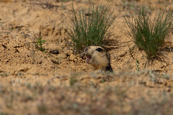 Gelbziesel (Spermophilus fulvus)