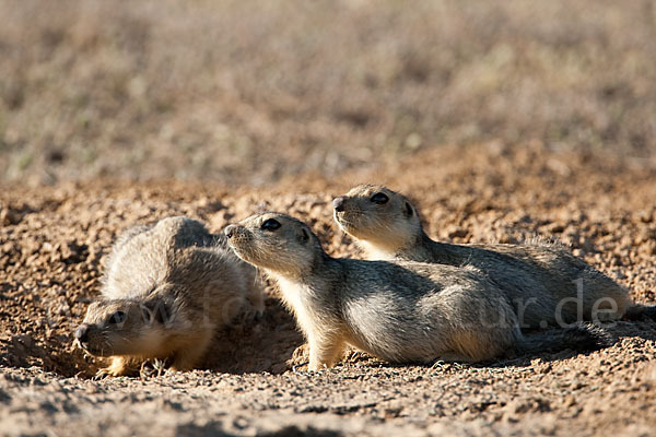 Gelbziesel (Spermophilus fulvus)