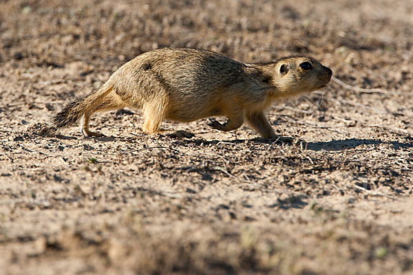 Gelbziesel (Spermophilus fulvus)