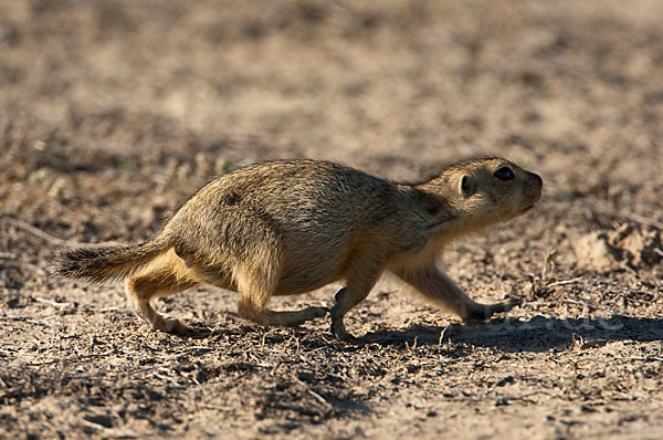 Gelbziesel (Spermophilus fulvus)