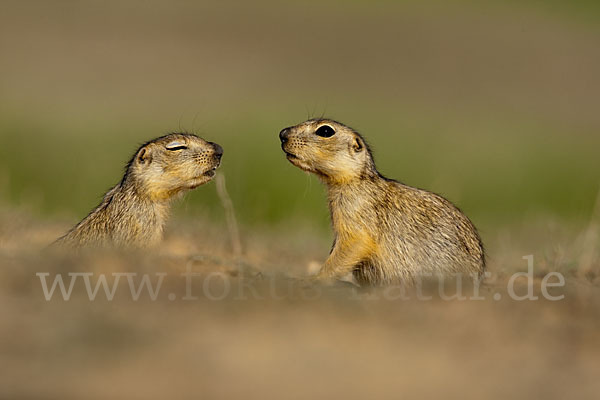 Gelbziesel (Spermophilus fulvus)