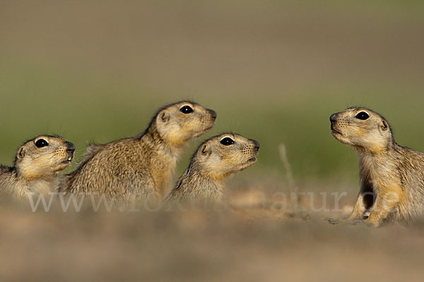 Gelbziesel (Spermophilus fulvus)