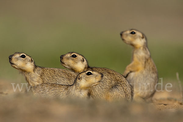 Gelbziesel (Spermophilus fulvus)