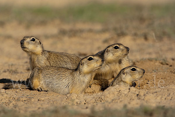 Gelbziesel (Spermophilus fulvus)