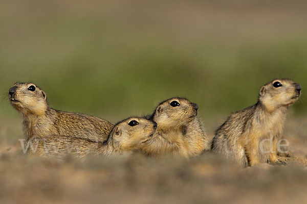 Gelbziesel (Spermophilus fulvus)