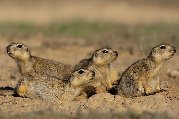 Gelbziesel (Spermophilus fulvus)