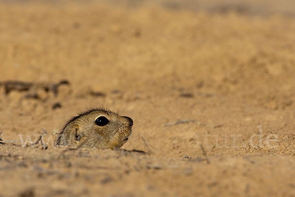 Gelbziesel (Spermophilus fulvus)