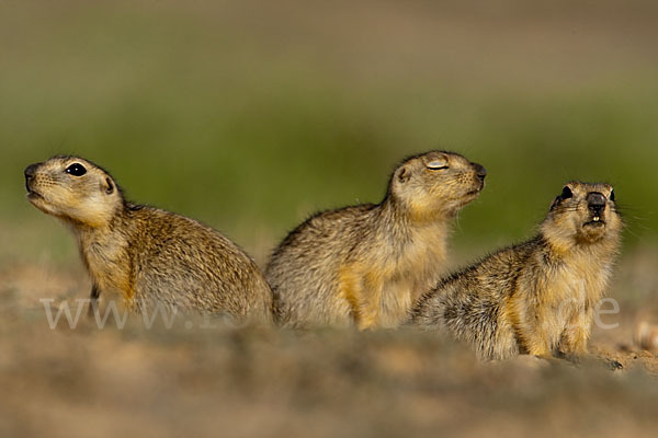 Gelbziesel (Spermophilus fulvus)