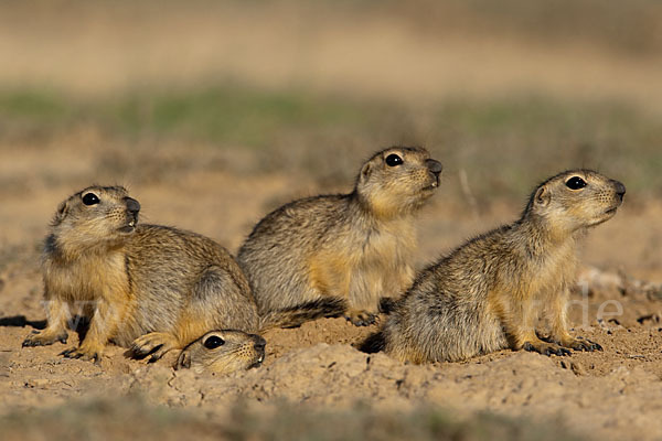 Gelbziesel (Spermophilus fulvus)