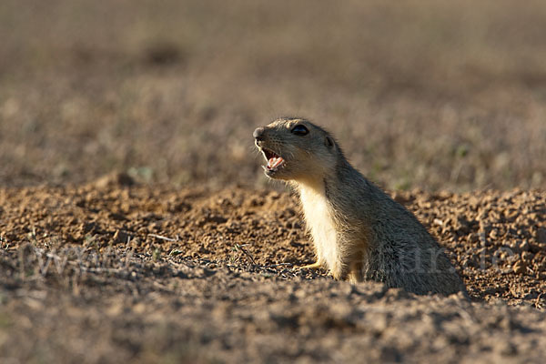 Gelbziesel (Spermophilus fulvus)