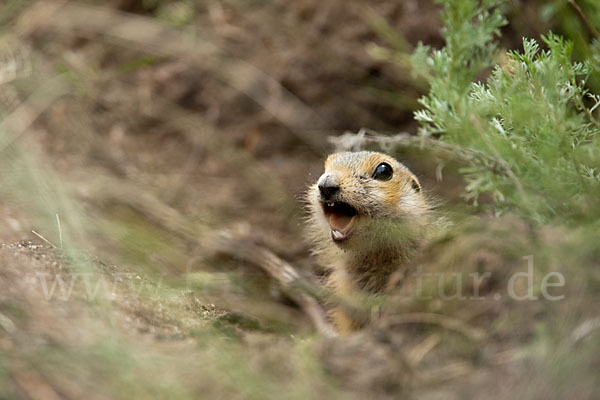 Gelbziesel (Spermophilus fulvus)