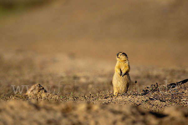 Gelbziesel (Spermophilus fulvus)