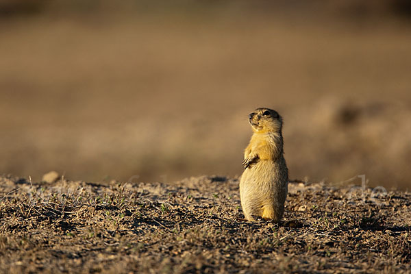 Gelbziesel (Spermophilus fulvus)