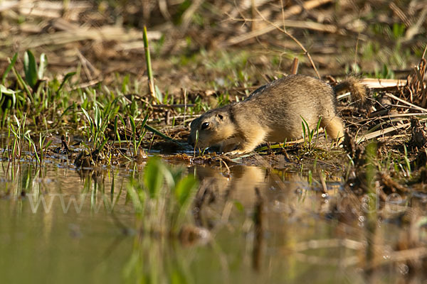 Gelbziesel (Spermophilus fulvus)